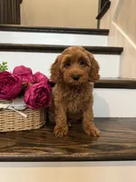 GINGER, a female Cockapoo for sale in Easley, SC – 8 of 8