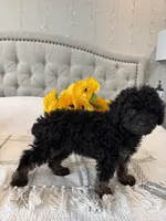 KODA-AKC, a male Poodle - Toy  for sale in Easley, SC – 4 of 4