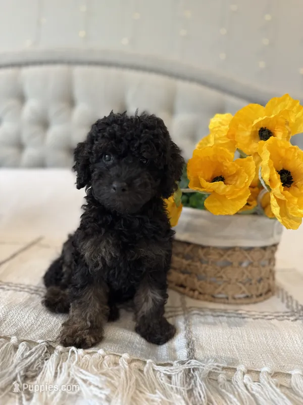 KODA-AKC – Poodle - Toy  puppy for sale in Easley, SC