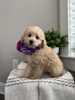 MAYA- AKC, a female Poodle - Toy  for sale in Easley, SC – 3 of 4