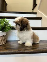 PRINCE, a male Shih Tzu for sale in Easley, SC – 4 of 9