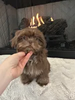 FUDGE, a male Shih Tzu for sale in Easley, SC – 2 of 4