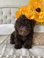 ELK, a male Poodle - Toy  for sale in Easley, SC – 5 of 9