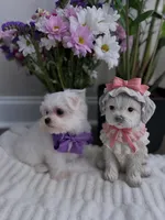 processed/18cd0580-3d99-4958-828e-1573433eb499/listing/e2125885-8048-4fde-ad20-0aff05f7cce8/6a34874e-dd1e-45ba-991a-16fce902a1e7