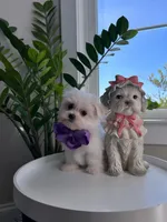 processed/18cd0580-3d99-4958-828e-1573433eb499/listing/e2125885-8048-4fde-ad20-0aff05f7cce8/c6f18091-93b0-453f-b358-ae4a13c7283a