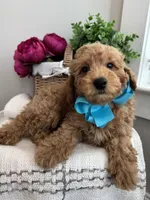 MILO- AKC, a male Poodle - Toy  for sale in Easley, SC – 4 of 5