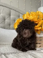 ELK, a male Poodle - Toy  for sale in Easley, SC – 8 of 9
