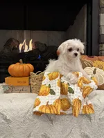 SAGE- AKC, a female Maltese for sale in Easley, SC – 5 of 8