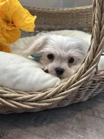 HARVEY- AKC, a male Maltese for sale in Easley, SC – 6 of 10