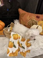 SAGE- AKC, a female Maltese for sale in Easley, SC – 7 of 8