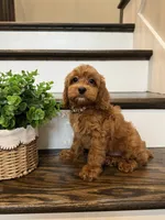 RANGER, a male Cockapoo for sale in Easley, SC – 6 of 7