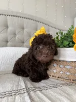 ELK, a male Poodle - Toy  for sale in Easley, SC – 2 of 9