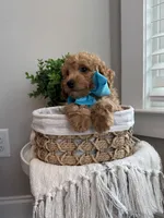 MILO- AKC, a male Poodle - Toy  for sale in Easley, SC – 3 of 5