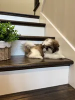 PRINCE, a male Shih Tzu for sale in Easley, SC – 3 of 9