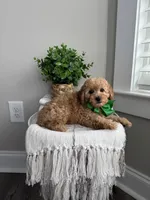 MARLO- AKC, a male Poodle - Toy  for sale in Easley, SC – 3 of 6