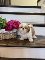 COCO, a female Shih Tzu for sale in Easley, SC – 4 of 8