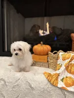 AUTUMN- AKC, a female Maltese for sale in Easley, SC – 9 of 9