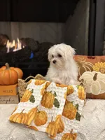 AUTUMN- AKC, a female Maltese for sale in Easley, SC – 4 of 9