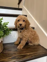 COOPER, a male Cockapoo for sale in Easley, SC – 6 of 6