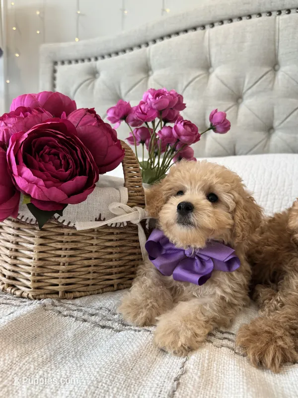 MAYA- AKC – Poodle - Toy  puppy for sale in Easley, SC