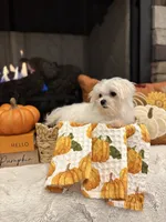 AUTUMN- AKC, a female Maltese for sale in Easley, SC – 5 of 9