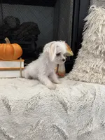 PATCH- AKC, a male Maltese for sale in Easley, SC – 2 of 4