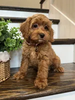 RANGER, a male Cockapoo for sale in Easley, SC – 2 of 7