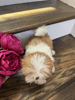 COCO, a female Shih Tzu for sale in Easley, SC – 6 of 8