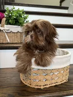 SPARKY, a male Shih Tzu for sale in Easley, SC – 3 of 5