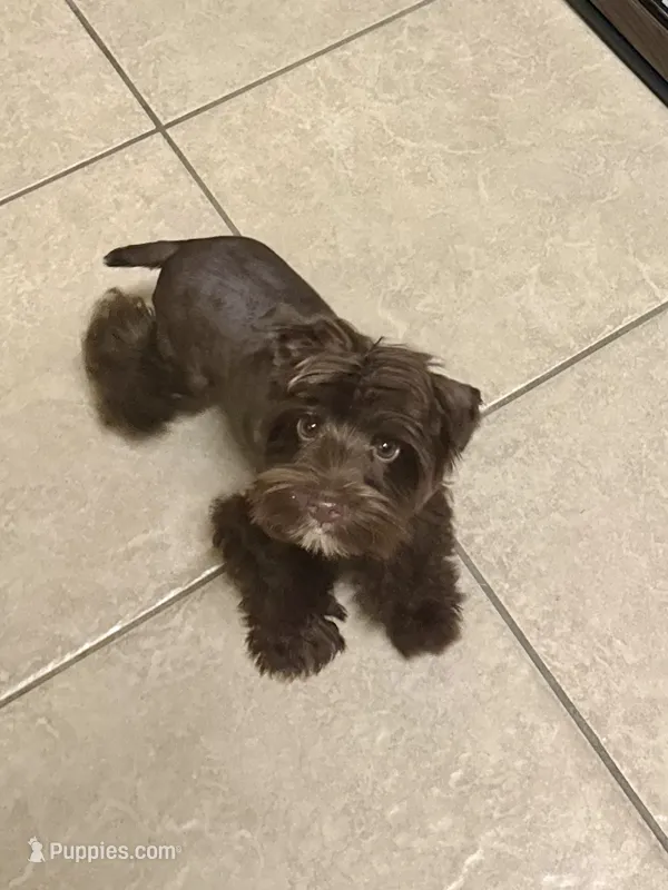 Prince – Yorkshire Terrier puppy for sale in Schertz, TX