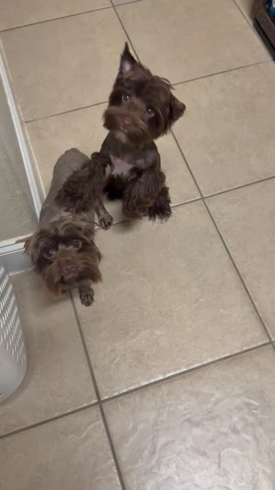 Prince, a male Yorkshire Terrier for sale in Schertz, TX – 4 of 4
