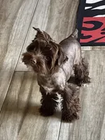 Prince, a male Yorkshire Terrier for sale in Schertz, TX – 2 of 4