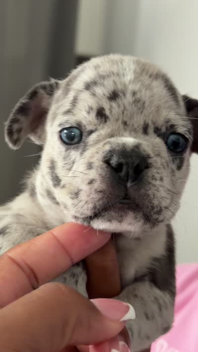 Oreo, a female French Bulldog for sale in Winter Garden, FL – 3 of 3