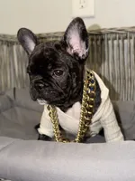 Brunson, a male French Bulldog for sale in Winter Garden, FL – 8 of 8