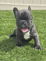 Brunson, a male French Bulldog for sale in Winter Garden, FL – 4 of 5