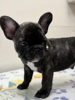 Brunson, a male French Bulldog for sale in Winter Garden, FL – 4 of 8