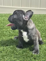 Brunson, a male French Bulldog for sale in Winter Garden, FL – 5 of 8