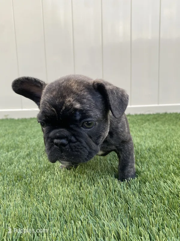 Doja – French Bulldog puppy for sale in Winter Garden, FL