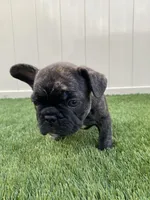 Doja, a female French Bulldog for sale in Winter Garden, FL – 1 of 1