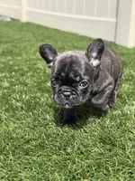 Brunson, a male French Bulldog for sale in Winter Garden, FL – 1 of 5