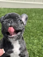 Brunson, a male French Bulldog for sale in Winter Garden, FL – 3 of 5