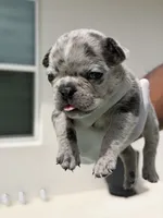 Oreo, a female French Bulldog for sale in Winter Garden, FL – 2 of 3