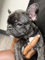Brunson, a male French Bulldog for sale in Winter Garden, FL – 7 of 8