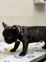 Brunson, a male French Bulldog for sale in Winter Garden, FL – 3 of 8