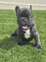 Brunson, a male French Bulldog for sale in Winter Garden, FL – 6 of 8