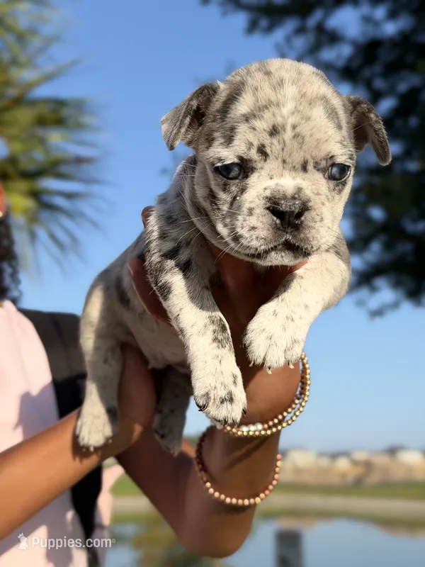Oreo – French Bulldog puppy for sale in Winter Garden, FL