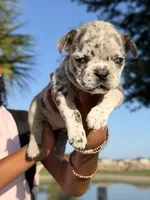 Oreo, a female French Bulldog for sale in Winter Garden, FL – 1 of 3