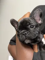 Brunson, a male French Bulldog for sale in Winter Garden, FL – 2 of 8