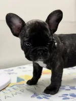 Brunson, a male French Bulldog for sale in Winter Garden, FL – 1 of 8