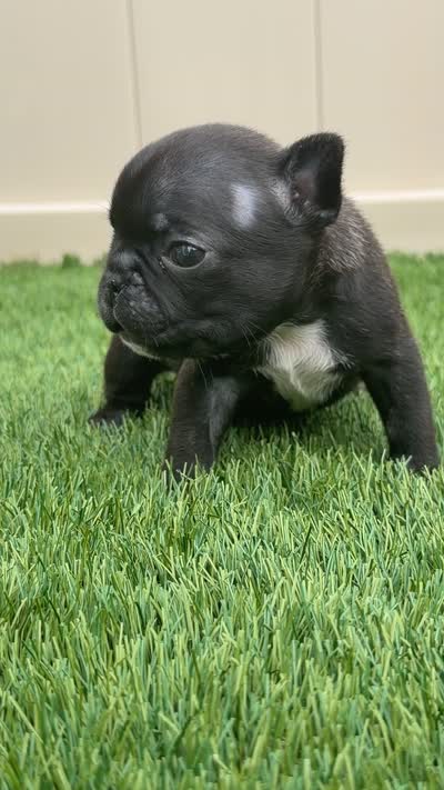 Brunson, a male French Bulldog for sale in Winter Garden, FL – 5 of 5